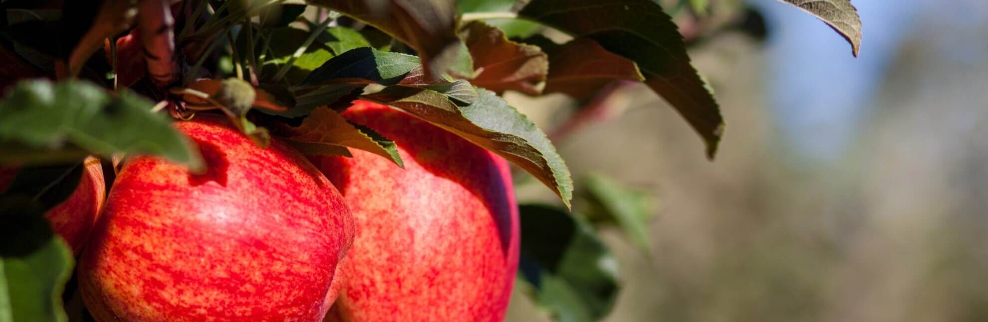 apple1